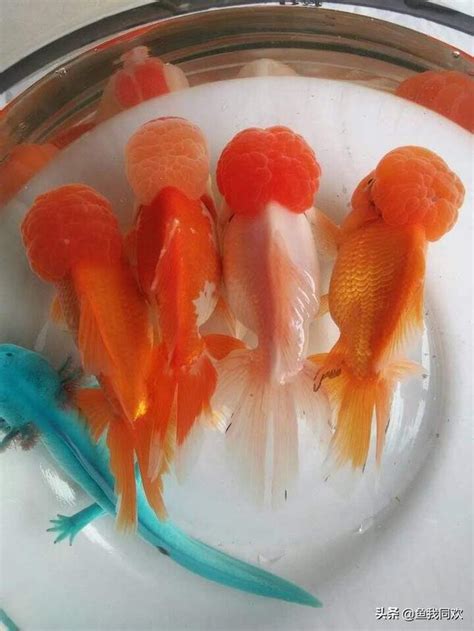 金魚數量 風水|養魚：養金魚的數量不同，代表風水也不同！